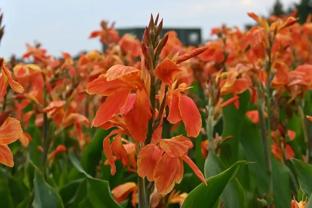 Indisch bloemriet (Canna ‘Color Clown‘) | Nog maar een paar beschikbaar