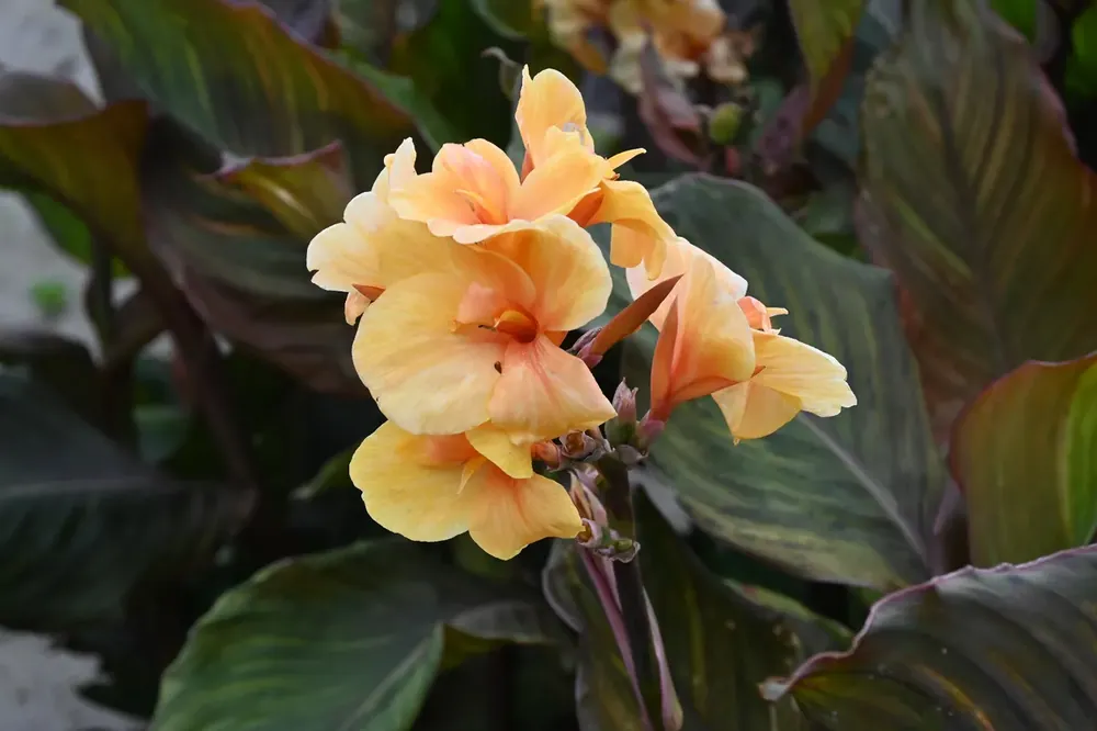 Fabrieksprijs - Indische bloemriet (Canna ‘Apricot Dream‘)