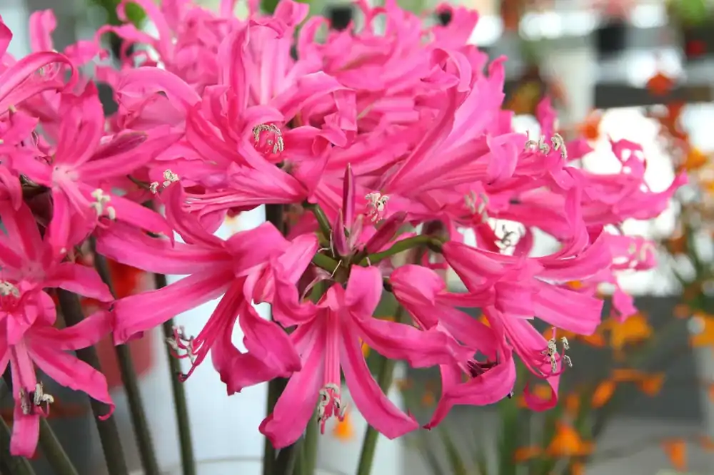 Sale - Amarine (Amarine Belladiva ‘Anastasia‘)