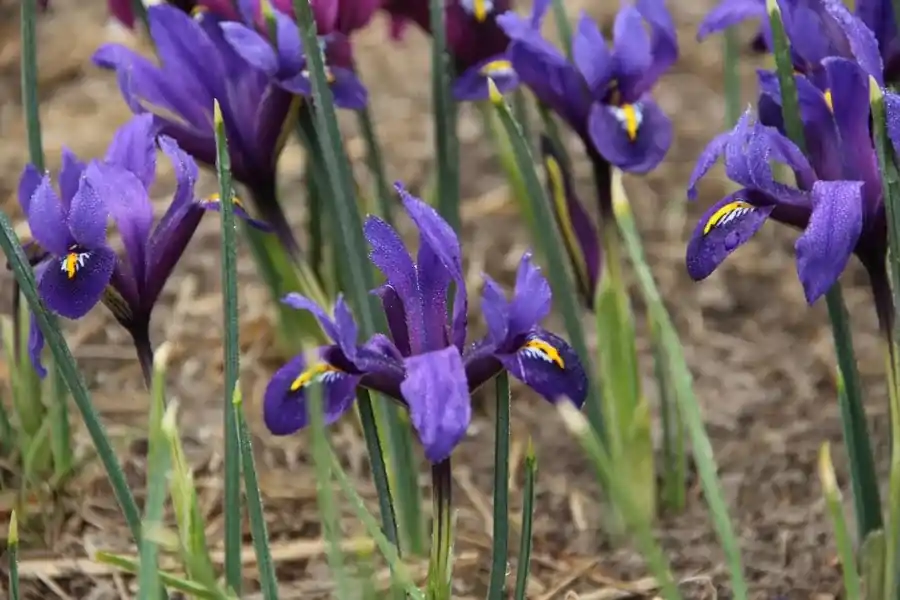 Dwergiris (Iris reticulata ‘Blue Hill‘) - Net binnen