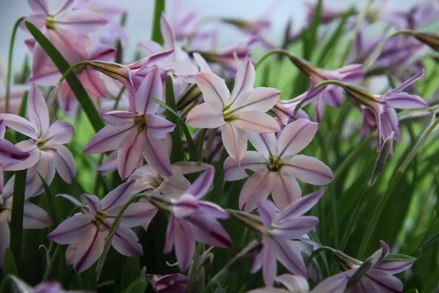 Voordelig | Oude wijfjes (Ipheion uniflorum ‘Tessa‘)