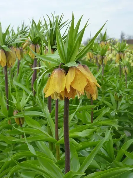Klaar voor verzending | Keizerskroon (Fritillaria ‘Striped Beauty‘)