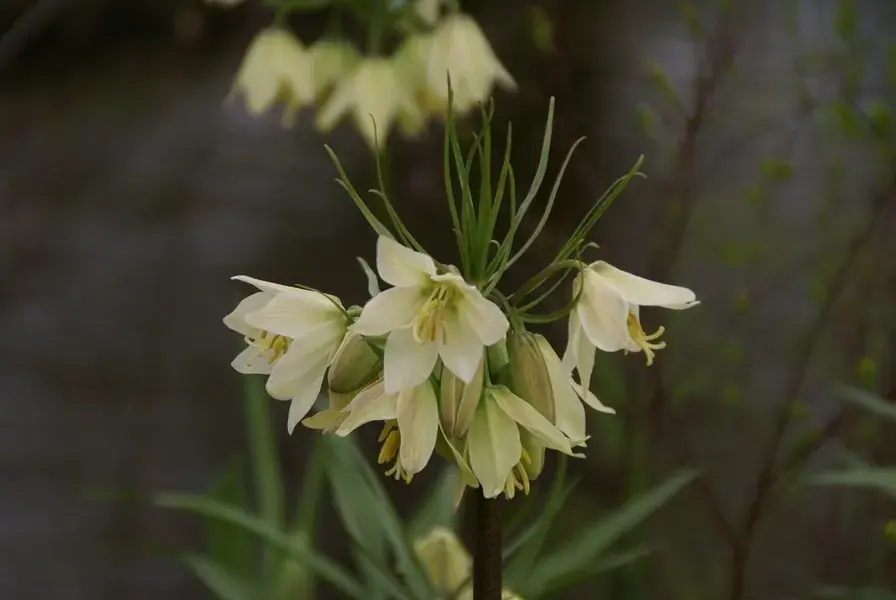 Keizerskroon (Fritillaria raddeana) | Hoog gewaardeerd
