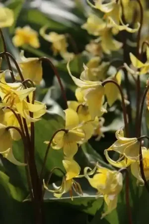 Aanbieding - Hondstand (Erythronium ‘Pagoda‘)