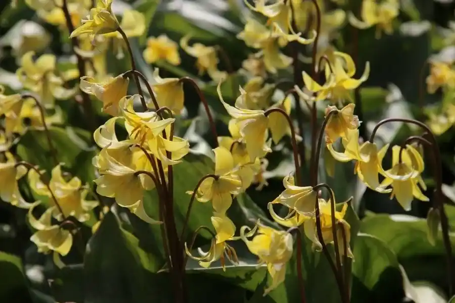 Aanbieding - Hondstand (Erythronium ‘Pagoda‘)