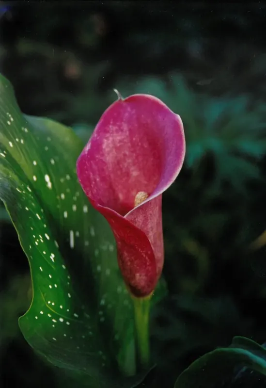 Nu beschikbaar - Aronskelk kopen? Zantedeschia ‘Sumatra‘ altijd voordelig!