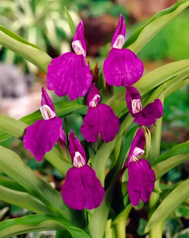 Professionele kwaliteit - Gember Orchidee kopen? Roscoea auriculata) altijd voordelig!