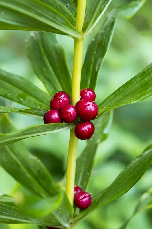 Kranssalomonzegel kopen? Polygonatum verticillatum altijd voordelig! - Tijdelijke aanbieding