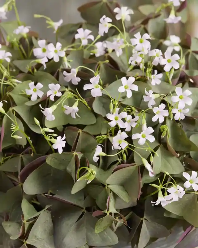 Klavertje vier kopen! Oxalis triangularis ‘Sanne‘ ® altijd voordelig! | Slechts tijdelijk