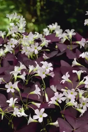 Actie - Klavertje vier kopen? Oxalis triangularis ‘Mijke‘ ® altijd voordelig!
