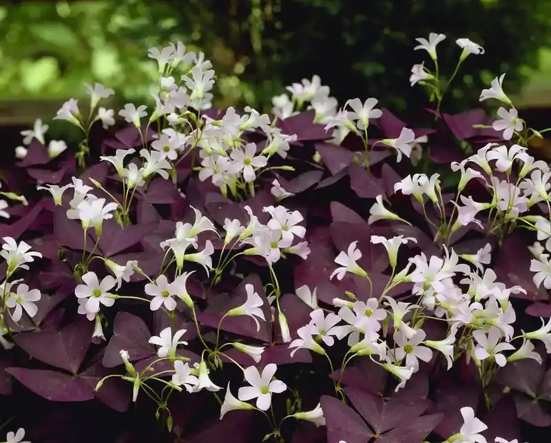 Actie - Klavertje vier kopen? Oxalis triangularis ‘Mijke‘ ® altijd voordelig!