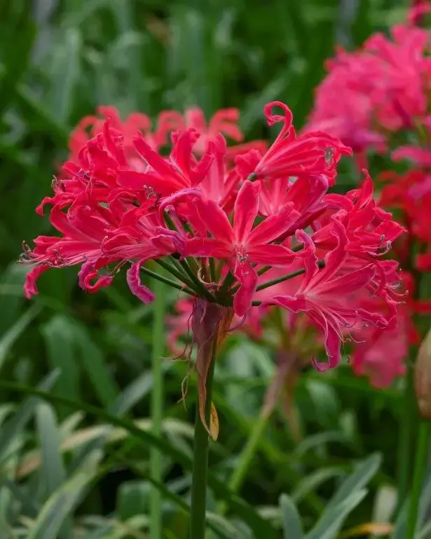 Direct beschikbaar | Kliplelie kopen? Nerine bowdenii ‘Pearls of Cherry‘ altijd voordelig!