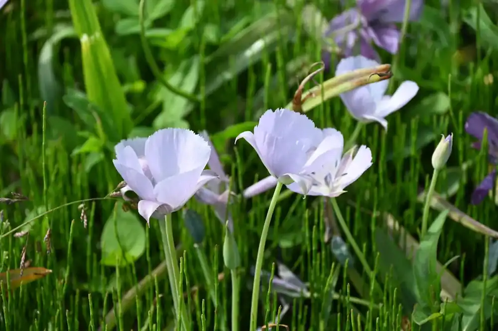 Erg populair | Vlinderbloem (Calochortus ‘Cupido‘)