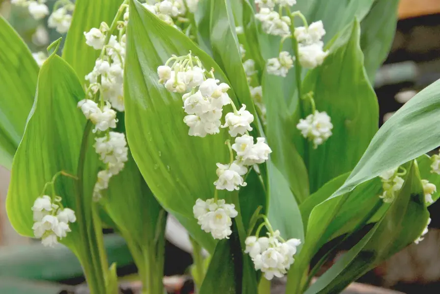 Nieuwe release - Lelietje der dalen (Convallaria majalis ‘Prolificans‘)
