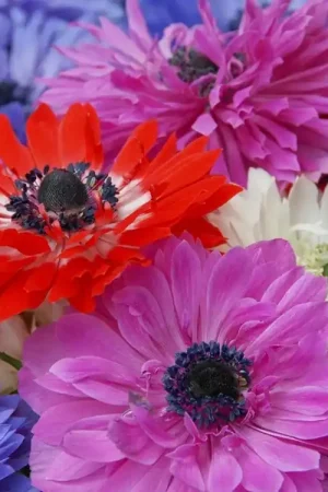 Anemoon (Anemone coronaria ‘St. Brigid‘) - Professionele kwaliteit