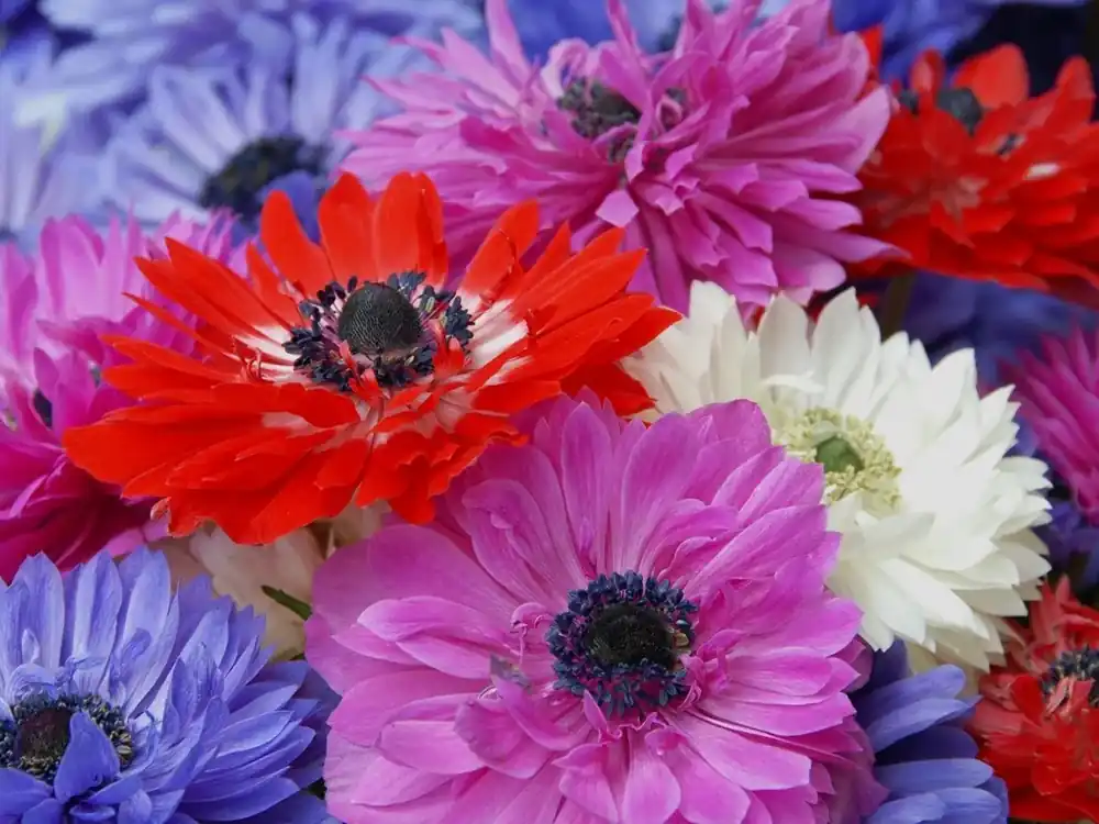Anemoon (Anemone coronaria ‘St. Brigid‘) - Professionele kwaliteit