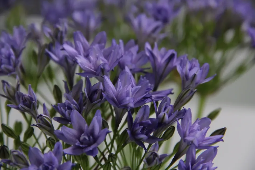 Premium - Triteleia (Triteleia ‘Aquarius‘)