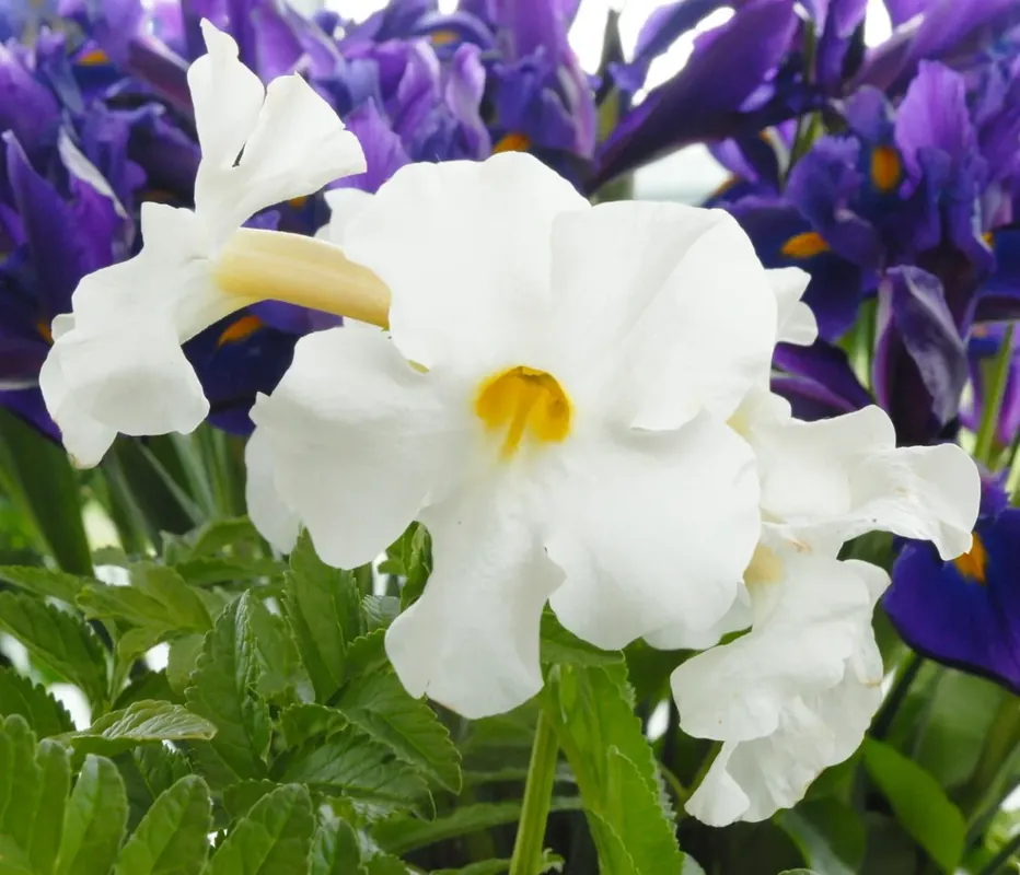 Tuingloxinia kopen? Incarvillea delavayi ‘Snowtop‘ - bloembol altijd voordelig! | Net toegevoegd
