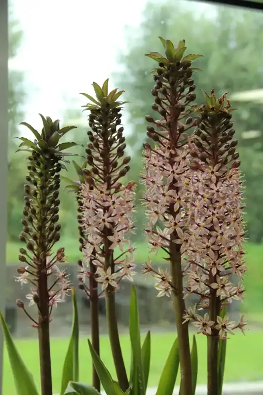 Rechtstreeks uit de fabriek - Ananasplant kopen? Eucomis comosa altijd voordelig!