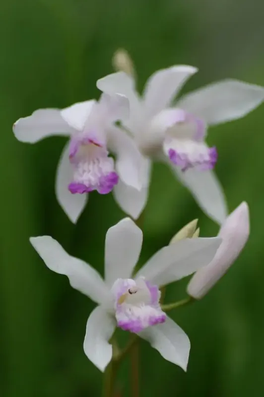 Extra voordeel | Aardorchidee kopen? Bletilla striata ‘Sweet Lips‘ altijd voordelig!