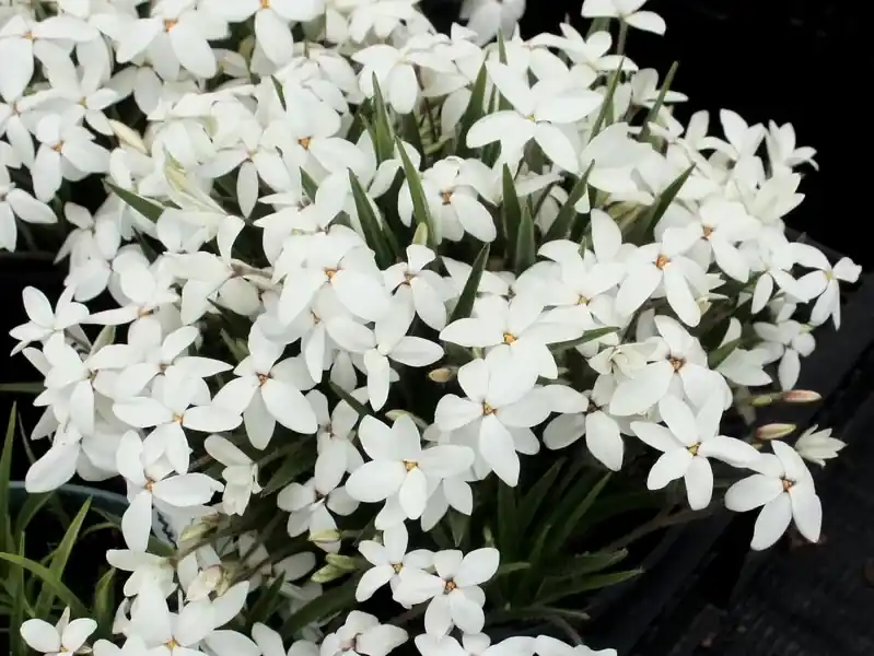 Direct bestellen | Sterretjesgras (Rhodoxis ‘Fairy Snow‘)