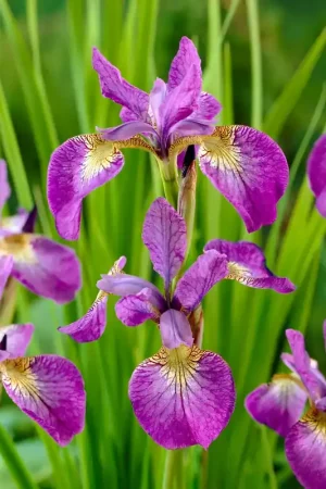Actie - Siberische lis (Iris sibirica ‘Sparkling Rose‘)