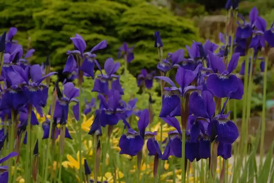 Laatste stuks | Siberische lis (Iris sibirica ‘Caesar‘s Brother‘)