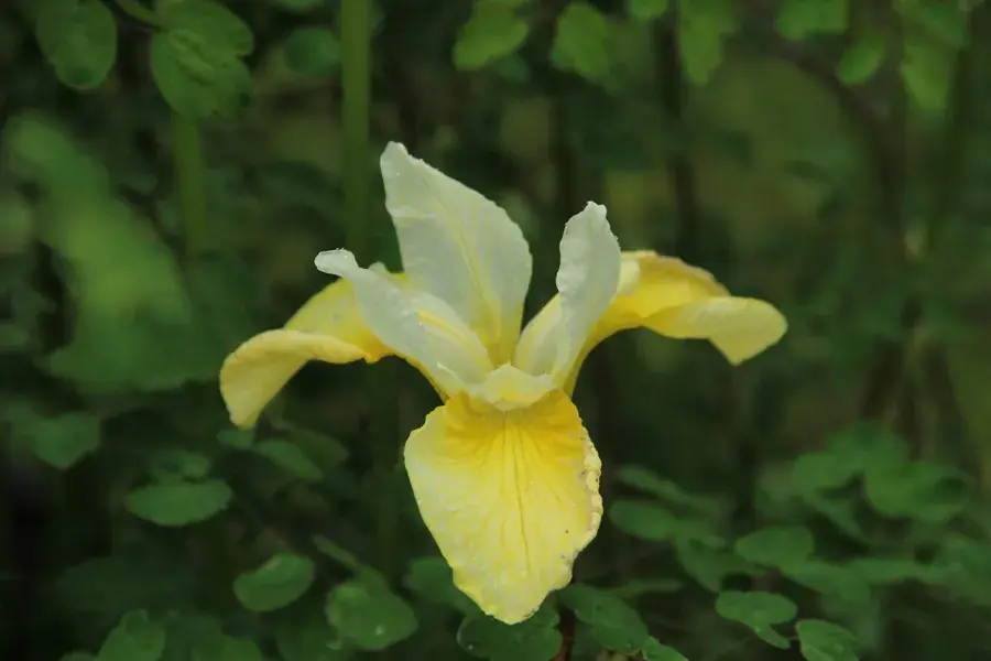 Siberische lis (Iris sibirica ‘Butter and Sugar‘ bloembol) - Deal