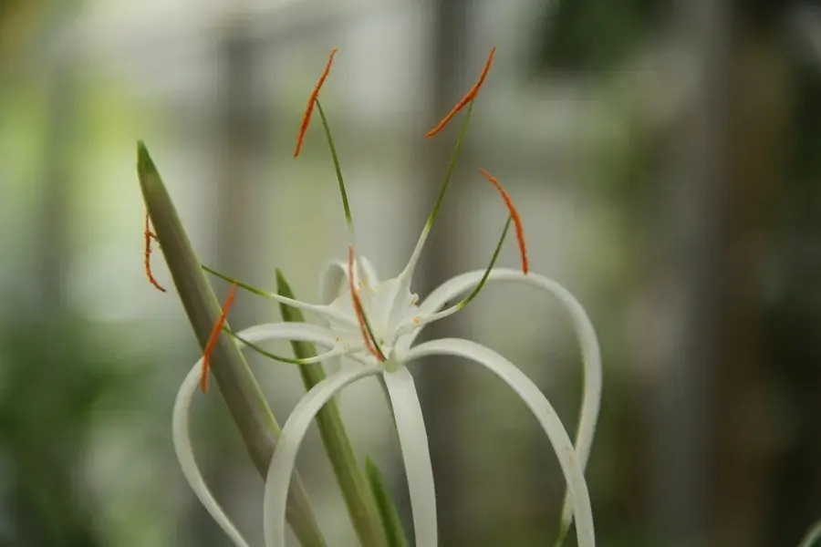 Bestseller | Spinlelie (Hymenocallis harrisiana)