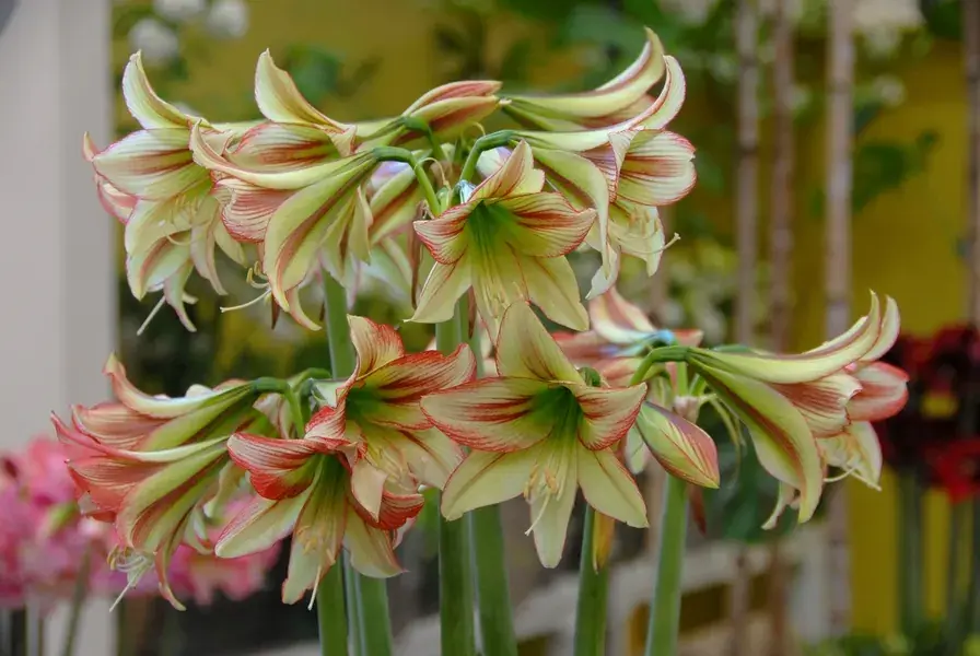 Hippeastrum ‘Sonatini Viridi Rascal‘ - Tijdelijke aanbieding