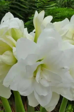 Alleen deze week | Tuinamaryllis (Hippeastrum ‘Sonatini Alasca‘)