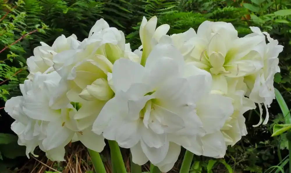 Alleen deze week | Tuinamaryllis (Hippeastrum ‘Sonatini Alasca‘)
