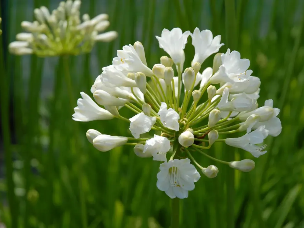 Slechts tijdelijk - Afrikaanse lelie (Agapanthus ‘Duivenbrugge White‘)