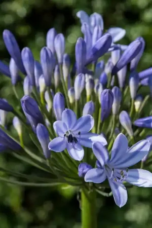Afrikaanse lelie (Agapanthus ‘Dr. Brouwer‘ bloembol) | Opruiming