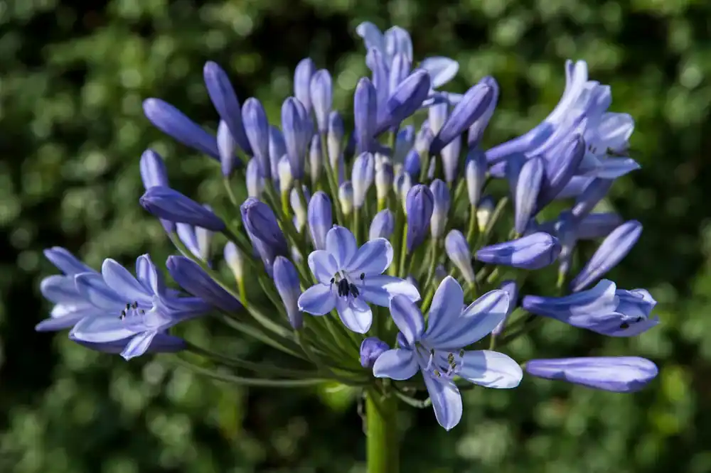 Afrikaanse lelie (Agapanthus ‘Dr. Brouwer‘ bloembol) | Opruiming