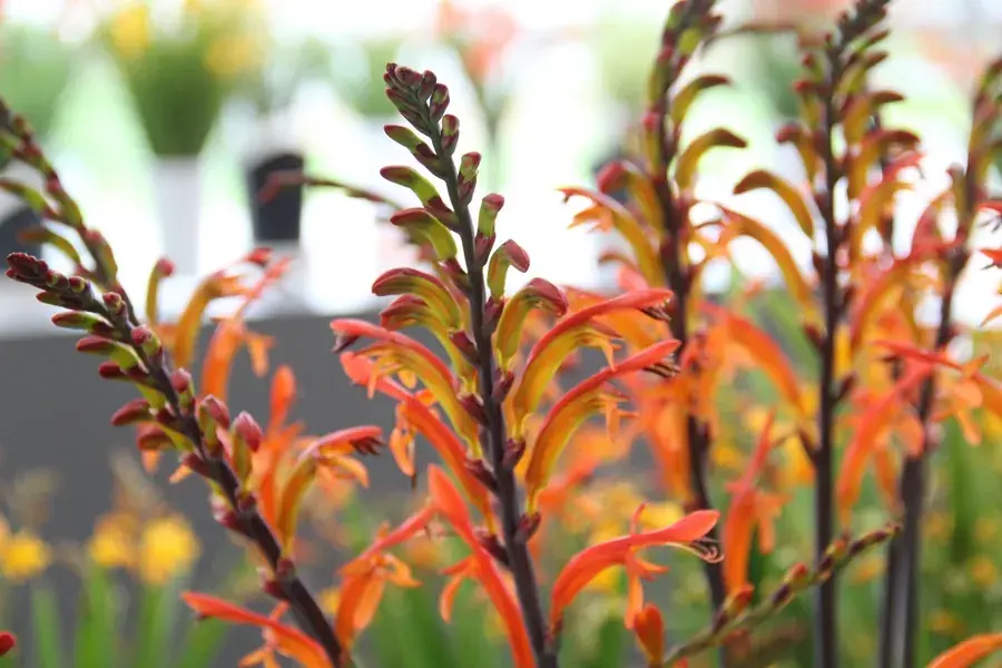 Cobra lelie (Chasmanthe floribunda ‘Saturnus‘) | Direct leverbaar