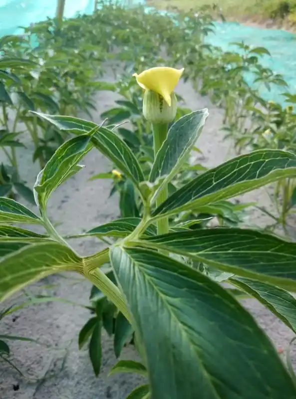 Net toegevoegd - Cobralelie (Arisaema flavum)