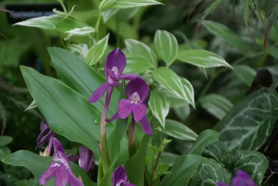 Extra korting - Gember Orchidee (Roscoea humeana)