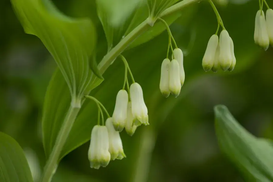 Salomonszegel (Polygonatum commutatum) | Extra voordeel