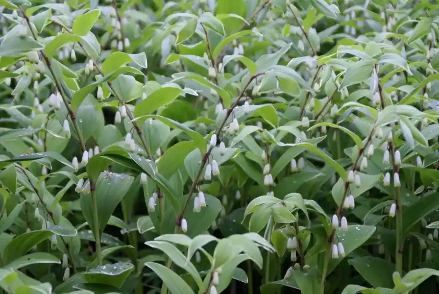 Superprijs | Salamonszegel (Polygonatum multiflorum) bloembol