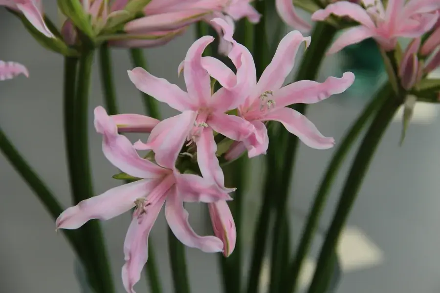 Voordeelprijs | Amarine (Amarine Belladiva ‘Emanuelle‘)