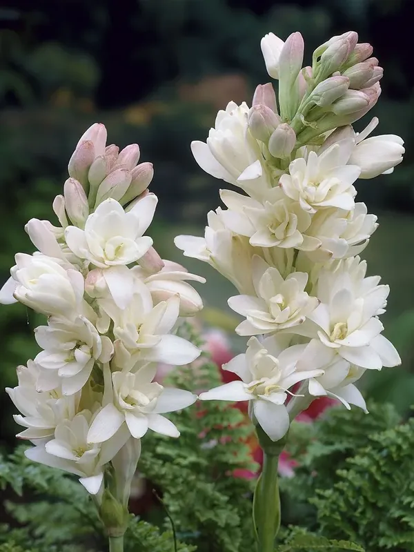 Tuberoos (Polianthes tuberosa ‘The Pearl‘) | Tijdelijke aanbieding