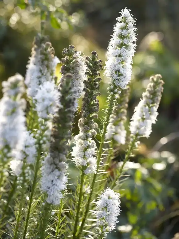 Liatris (Liatris spicata ‘Alba‘) - bloembol - Hoge kwaliteit