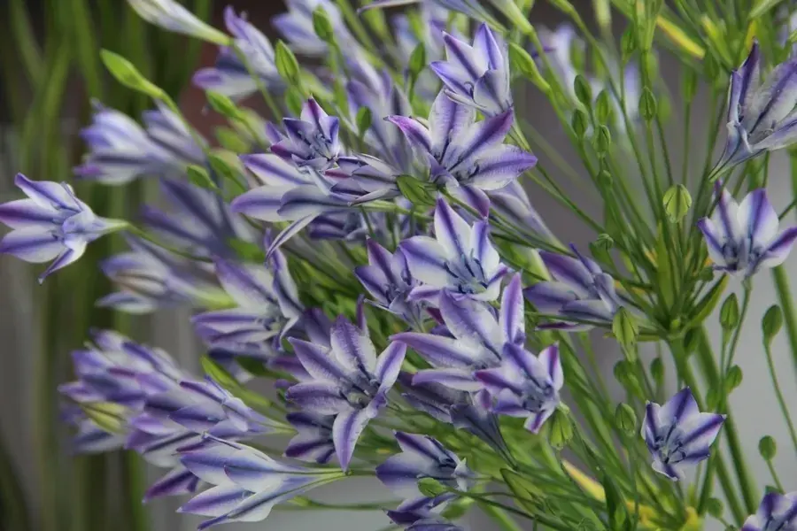 Triteleia (Triteleia laxa ‘Rudy‘) | Scherpe prijs