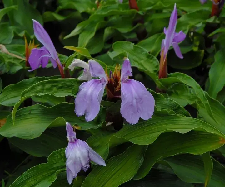Gember Orchidee (Roscoea purpurea) | Hoog gewaardeerd