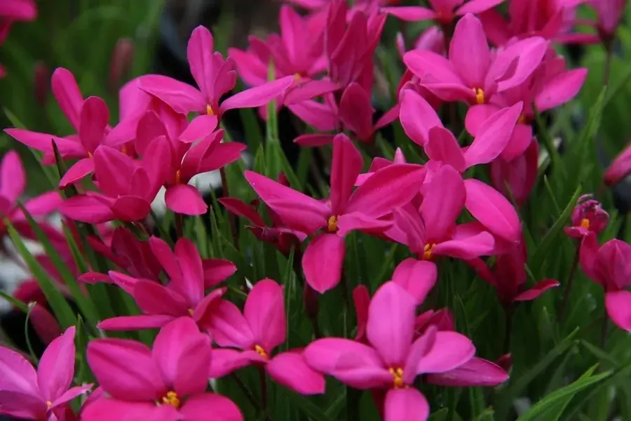 Sterretjesgras (Rhodoxis ‘Mrs. Betsy‘) - Professionele kwaliteit