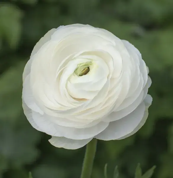 Ranonkel (Ranunculus asiaticus ‘Aviv‘ wit) | Aanbieding