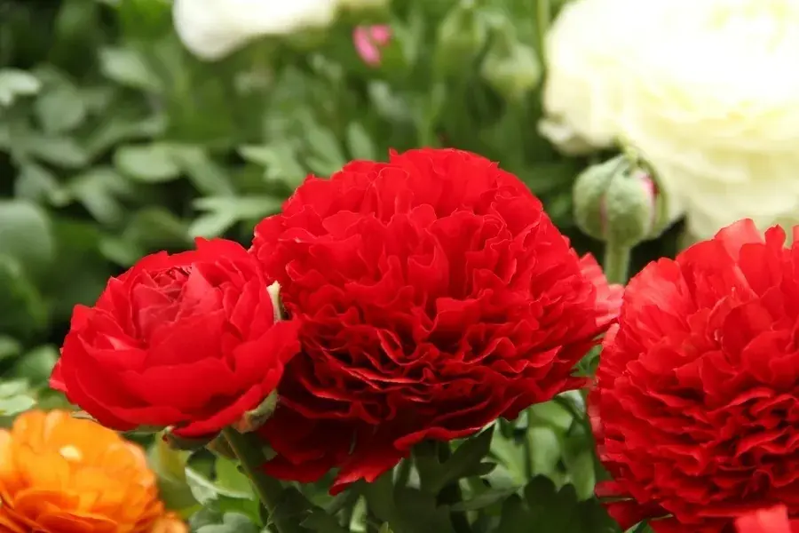 Trending | Ranonkel (Ranunculus asiaticus ‘Aviv‘ rood)