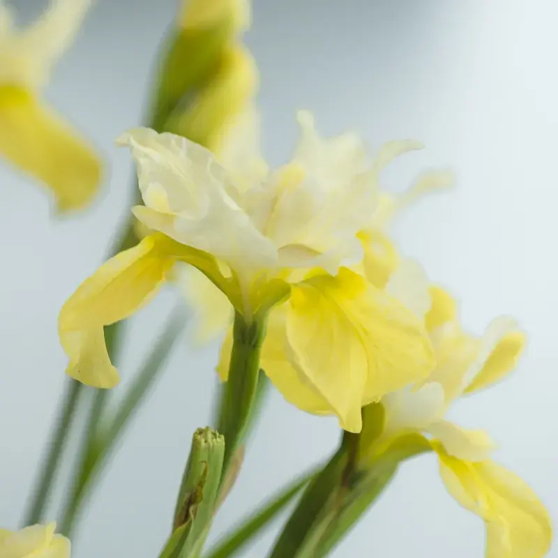 Beste prijs | Siberische Iris (Iris sibirica ‘Moon Silk‘)