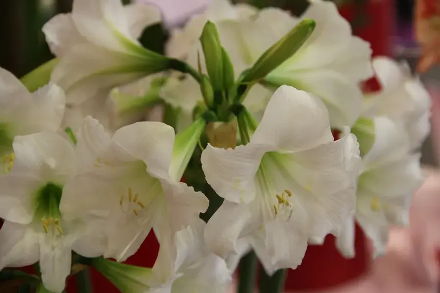 Flitsaanbieding | Tuinamaryllis (Hippeastrum ‘Sonatini White Rascal‘)